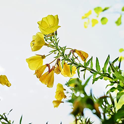 Weleda Skin Revitalizing Eye And Lip Cream , Unscented, 0.34 Fl Oz #TOP1