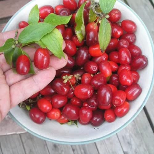 Chuxay Garden Cornus Mas Seed,Cornelian Cherry,Cornel,Sorbet Edible Dogwood 10 Seeds Deciduous Shrub Edible Fruit Tough Landscape Tree Of Great Beauty #TOP2