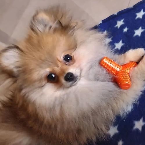 4 Dogs Soft P Lilás Pet Games - Mordedor Tridimensional e texturizado Super Flexível para Cães