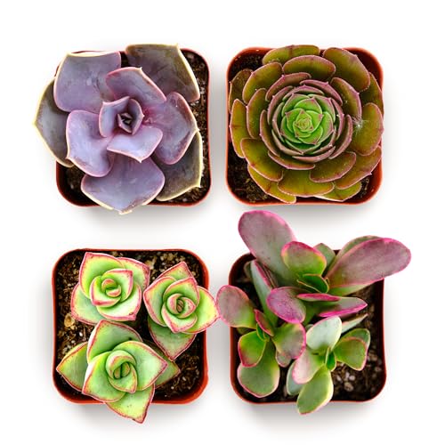 Shop Succulents Colorful Succulent Plant Pack 2' Grow Pot Pack of 4