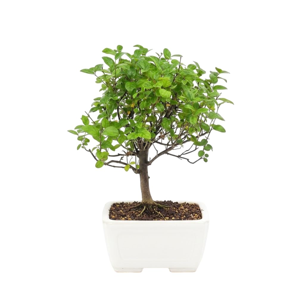 DECOALIVE Bonsái Serissa con Floración Blanca para Principiantes – Planta Natural Viva de Mantenimiento Sencillo, Estética Delicada y Perfecta para Escritorio U Hogar