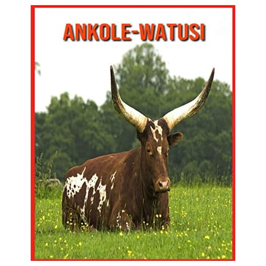 Ankole-Watusi: Foto stupende e fatti divertenti Libro sui Ankole-Watusi per bambini