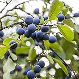 300 piezas Semillas de endrino/endrino, frutos columnares resistentes, semillas (Prunus spinosa) fruta de semilla, invernadero interior regalos sostenibles para mujeres, plantas resistentes