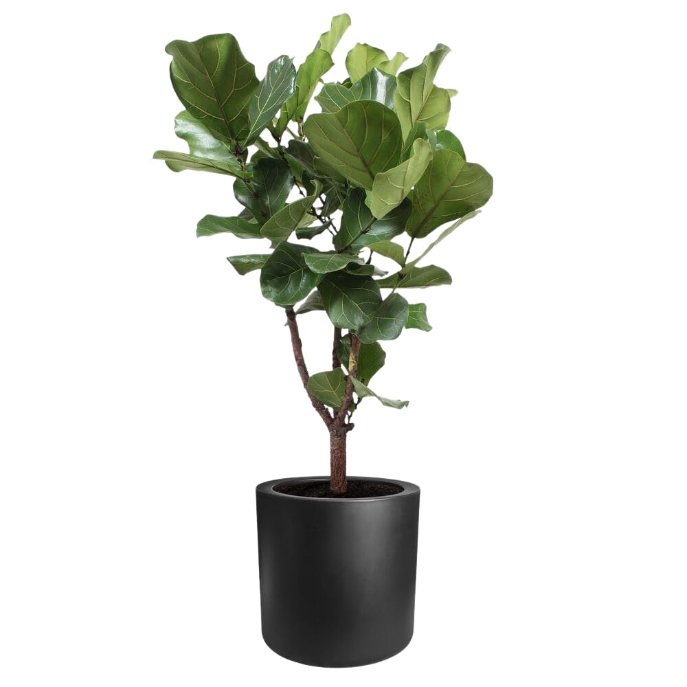 Elho Pure Cilinder Wheels 50 - Pot De Fleurs pour Intérieur & Extérieur - Plastique Recyclé - Ø 49.5 x H 50 cm - Noir