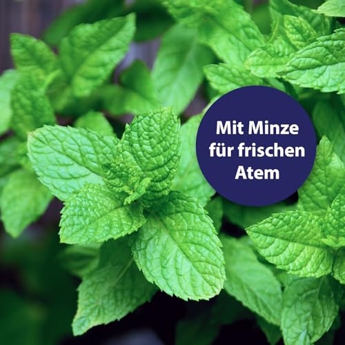 Canosept Hundezahnpasta Dental Gel 100g - Zahnpasta für Hunde - Zahnpasta Hund - Hunde Zahncreme - Zahnpflege Hund - bei Mundgeruch Hund - Zahnpasta Hund – Hundezahnpasta gegen Zahnstein