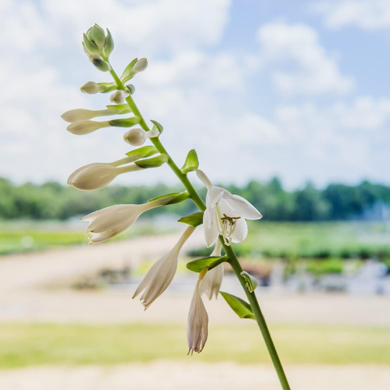 Perfect Plants Frances Williams Hosta in 1 Gal. Grower's Pot - Shade-Loving Perennial for Outdoor Gardens and Landscapes - Low Maintenance and Easy to Grow