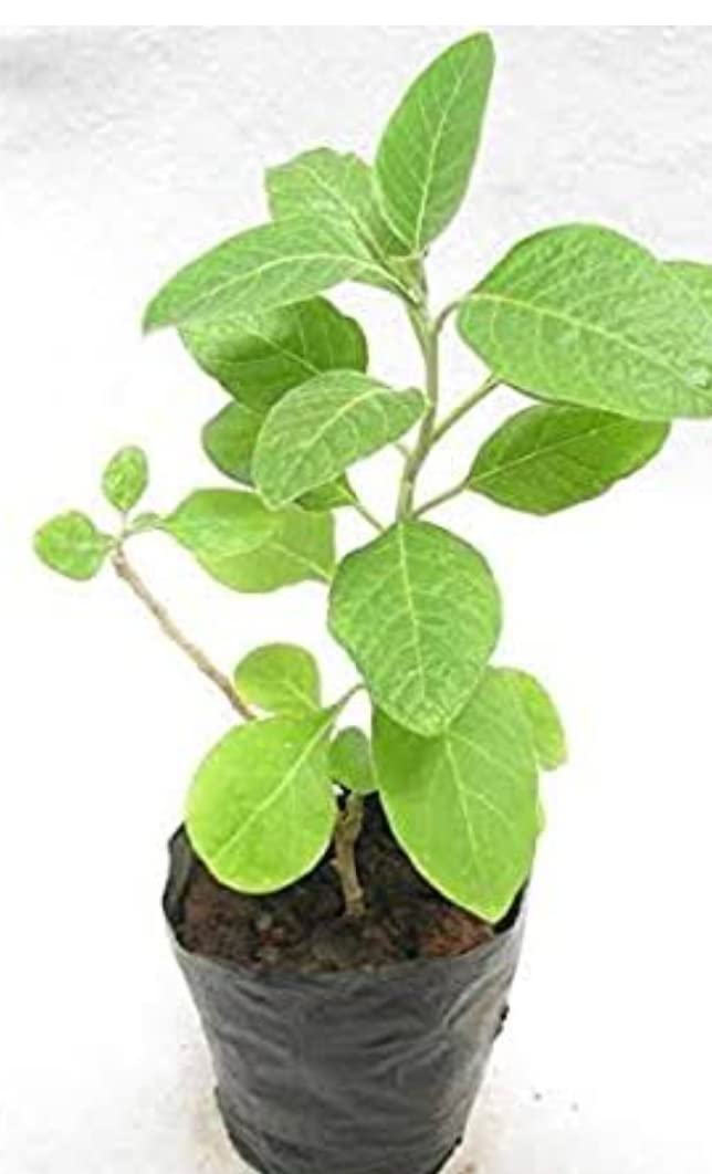 ASHWAGANDHA LIVE PLANT (Withania somnifera) (B09QSHCVP9) Amazon Price History, Amazon Price Tracker