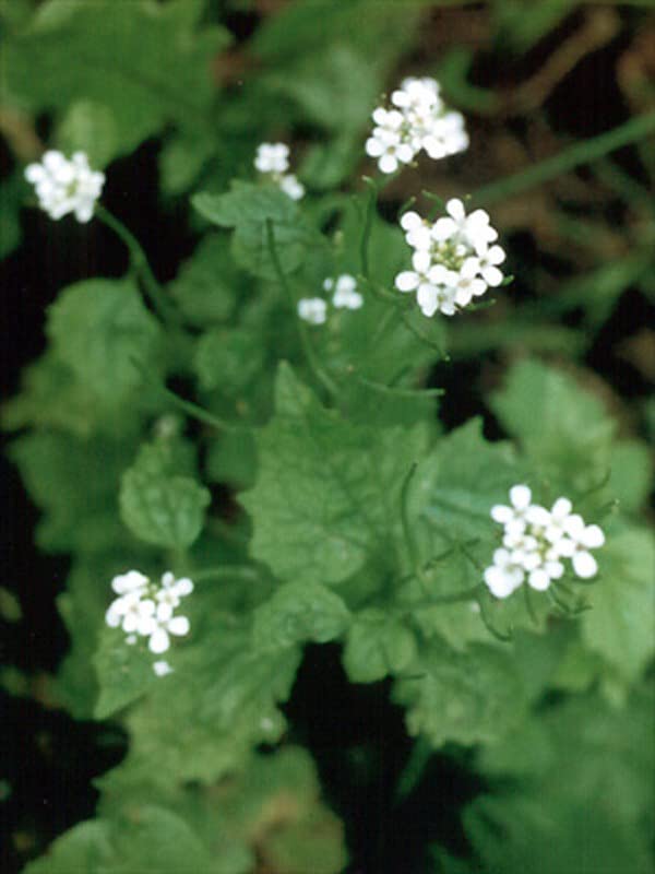 Semi Di Alliaria Petiolata - 200 Semi Aromatici Per Il Tuo Orto - Foto 7