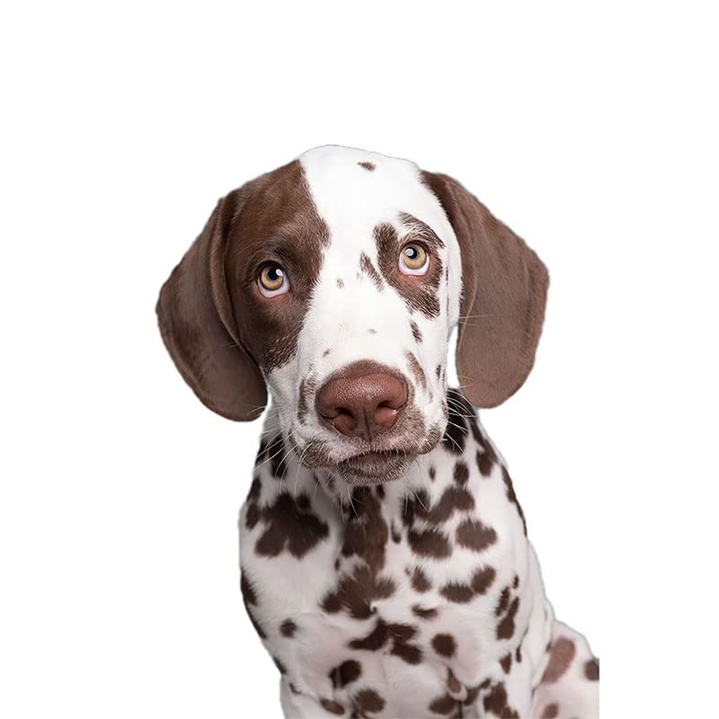 Autocollant tête de chien tacheté 20cm pour déco de maison et pc portable