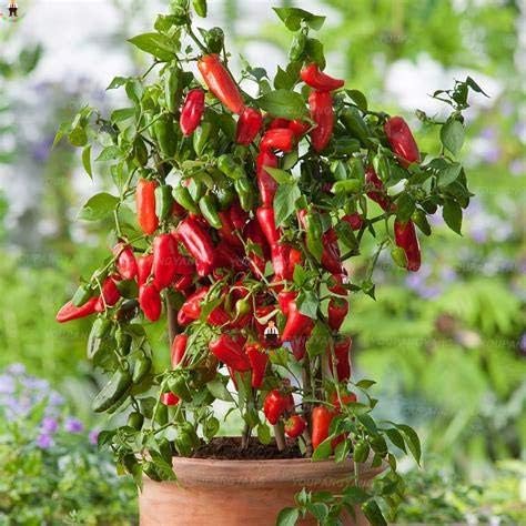 Amazon Co Jp 100本チリペッパー野菜オーガニックスウィートパプリカチリ盆栽盆栽植物ホームガーデン多年草以外のgmo植物ポットペッパー ブルー Diy 工具 ガーデン