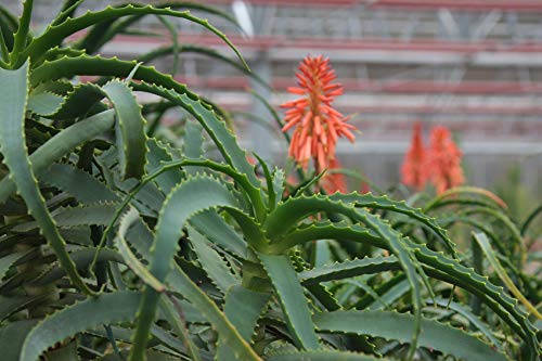 Aloë Arborescens bladeren bio (1 bundel à 500 g), echte aloë arborescens plant (Aloe Arborescens Miller), Dr. Kim Beisel… - Image 6
