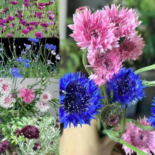 semillas de aciano semillas prado - Serie de raras - invernadero para balcones primavera resistentes al invierno para balcones 100pcs