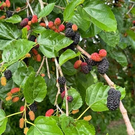 Changmai 60 Mulberry Specially Treated Fruit Plant for Pot Terrace Garden Spaces Pack of 1-image-28