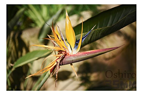 Oshiro 35 mm f/2 LD UNC AL Weitwinkelobjektiv für Sony E-Mount FE a9, a7R, a7S, a7, a6500, a6300, a6000, a5100, a5000, a3500, a3000, NEX-6, 5N, 5T, 5R, 5, 3N, 3N , F3 u. C3 – Bild 8