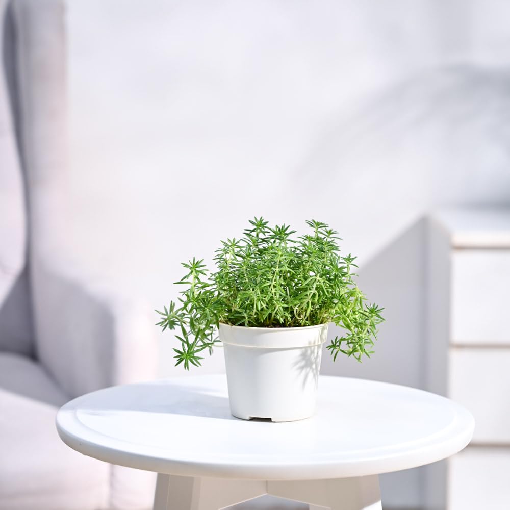 Ugaoo Sedum Golden Live Plant With Grow Pot (B0CD5W3LS2) Amazon Price History, Amazon Price Tracker