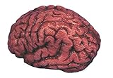 Loftus Bloody Organ Brain Halloween 6" Decoration Prop, Red White