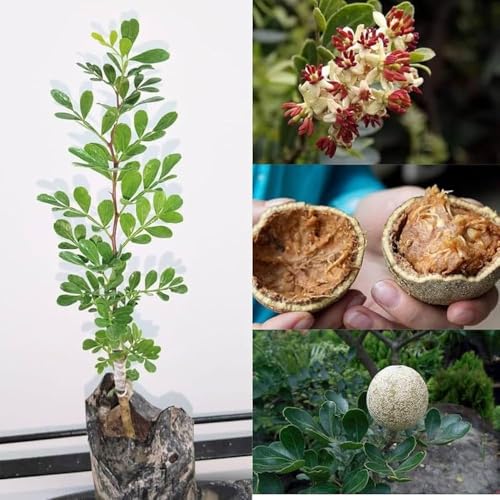 Image of All-Time 12 Months Hybrid GRAFTED Live Fruit Plant Original & Authentic Organic Tree for Outdoor Fast-Growing Fruit Plant Home Gardens Pack Of-1 (Wood-Apple Fruit Plant, Medium)