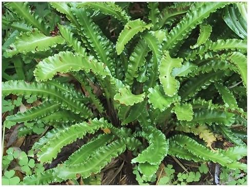 3 x Phyllitis scolopendrium 'Angustifolium' (Ziergras/Gräser/Farn