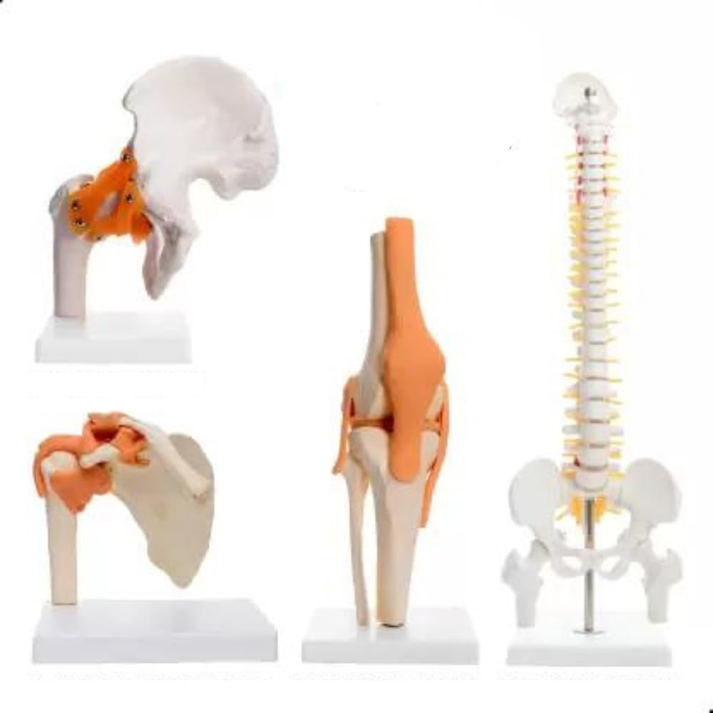 Khanna Traders joint model combo - 4 | Set of hip, shoulder, knee joint & mini spine model | Unbreakable PVC | Anatomically Accurate | Anatomical Body Model joint model combo (B0CQX97WB4) Amazon Price History, Amazon Price Tracker