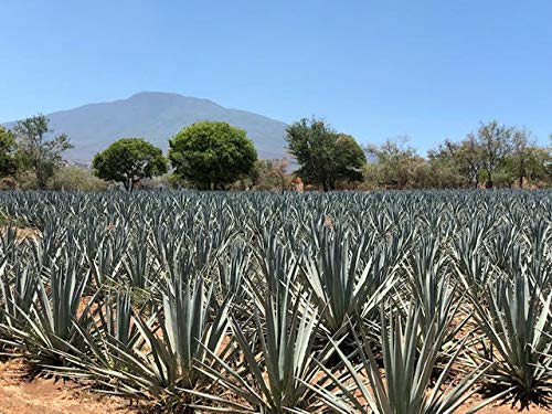 Tequila Blanco Premium CRUZPLATA Silber 700 ML Flasche - CRUZ PLATA Tequila