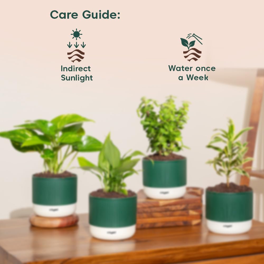 4 Indoor Plants Combo - Jade, Peace Lily & More -7 4 Indoor Plants Combo - Jade, Peace Lily & More -7