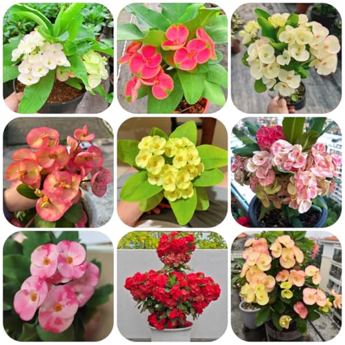 semi di spina di Cristo arbusti resistenti, ornamentali, decorazioni Spina Cristo rare, arbusti resistenti alla all'esterno, 350pcs