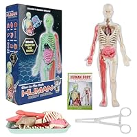Lotvic Human Body Model for Kids, 32cm Human Body Model, Human Torso Anatomy Model with 9 Organs, Learning Anatomical Skeleton Model, Removable Human Body Science Kit for Kids Boys Girls