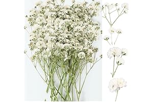 Mini Dried Pressed Baby&#x27;s Breath Flowers