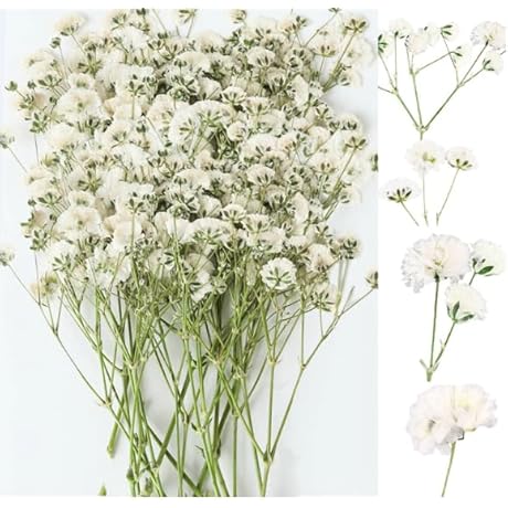 Mini Dried Pressed Baby&#x27;s Breath Flowers