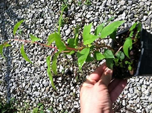 Ananasnaya (Anna) Female Hardy Kiwi Plant - Actinidia Arguta, Sweet Fruit Vine, Zone 4