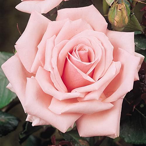 Bare Root Hardy Garden Plants Queen Elizabeth Rose Ideal for Cottage
