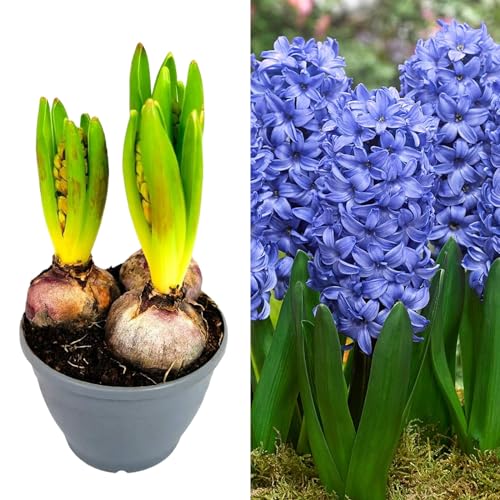 Hyacinth Blub Trio - 12cm Pot with 3 Growing Bulbs - Available in Pink Red and Blue (Blue)