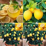 30+ Lemon Seeds for Planting