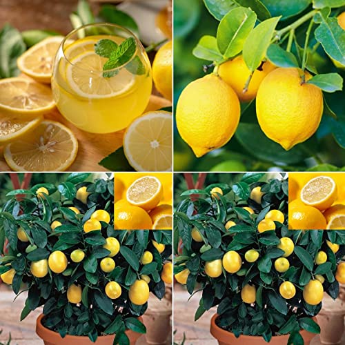 30+ Lemon Seeds For Planting #TOP12