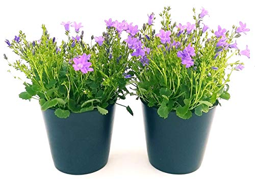 POWERS TO FLOWERS - CAMPANULA CARPATICA BLU, GET ME, 2 PIANTE, piante vere