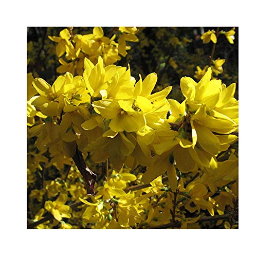 Forsythia x Intermedia 'Spectabilis' 9cm Pot Size