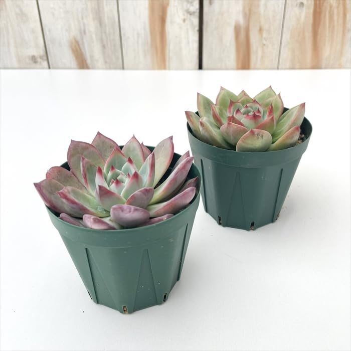 Amazon｜多肉植物 swkエケベリア 二瓶リンゼアナ 実生 多肉植物