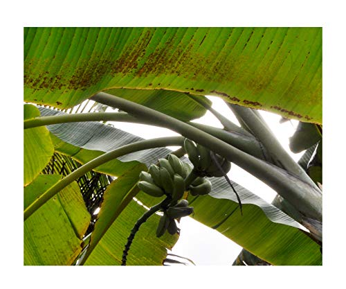 ★★ Essbare Blaue Banane ★★ -musa itinerans- 10 Samen -Winterhart bis -20 Crad-