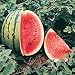 Crimson Sweet Watermelon - 80 Seeds