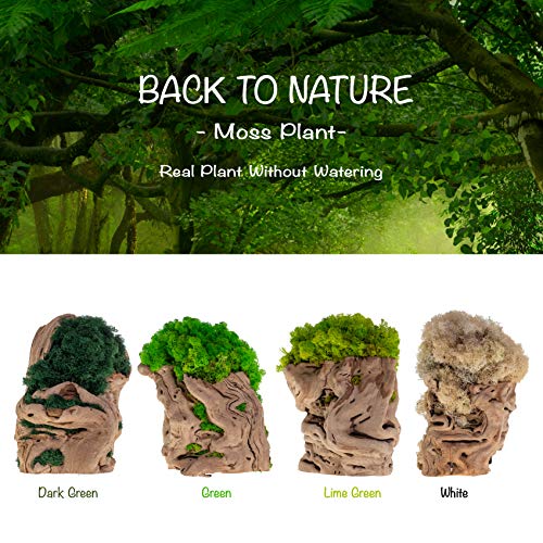 Real Plants Without Watering, Preserved Moss Tree Art Arrangement, Indoor Home & Office Natural Green Plants Décor - Non-Toxic