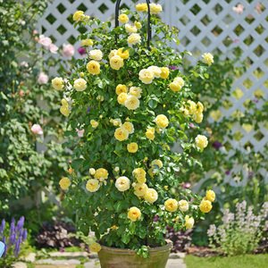 Amazon | バラ苗 【シャトードゥシュベルニー】 (新苗) シュラブ 半