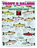 Freshwater Fish Identification Chart #11 (Trout & Salmon) - Waterproof Quick Reference Fishing Guide - (Species ID, Location, Hook Sizes) - Double-Sided & Easy to Read - Great Gift for Beginners