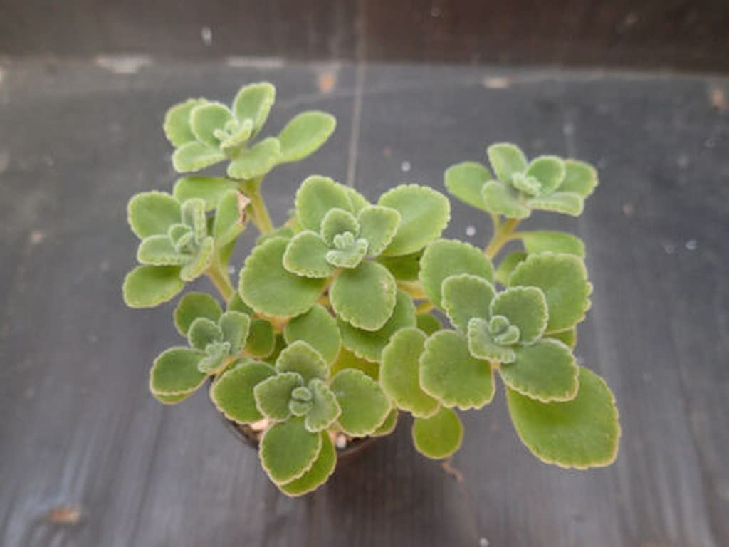 Ohhsome Also Known As Succulent Coleus Aromatic Plant Vicks (Healthy Live Plant) (B09HN6FSQS) Amazon Price History, Amazon Price Tracker