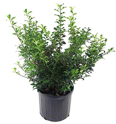 Ilex X Meserveae 'Blue Princess' (Blue Holly) Evergreen, #3 - Size Container #TOP1