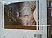 Campbell Biology, Books a la Carte Edition (10th Edition)