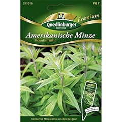 Minze Amerikanische