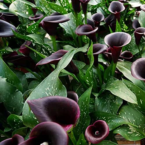 2 Piezas Misterio Negro Bulbos De Lirio De Cala Es Ideal Para Decorar La Sala De Estar Sala De Estudio Fácil De Plantar Las Flores Pueden Hacer Que La Gente Se Relaje Cover