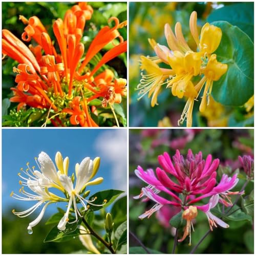 200 Honeysuckle Seeds - Non-GMO Heirloom Fragrant Climbing Perennial Vine Pollinator Friendly for Indoor & Outdoor Garden Planting