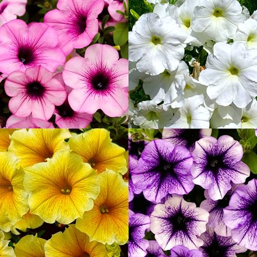 CarpetC 500+ Petunia Seeds Mixed Colors for Planting Non-GMO Annual Heat-Tolerant Trailing Blooms for Home Hanging Baskets Containers & Outdoor Garden Borders
