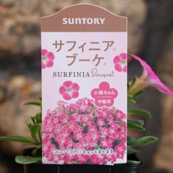 Amazon.co.jp: ノーブランド品サフィニアブーケ小梅ちゃん3号ポット苗3